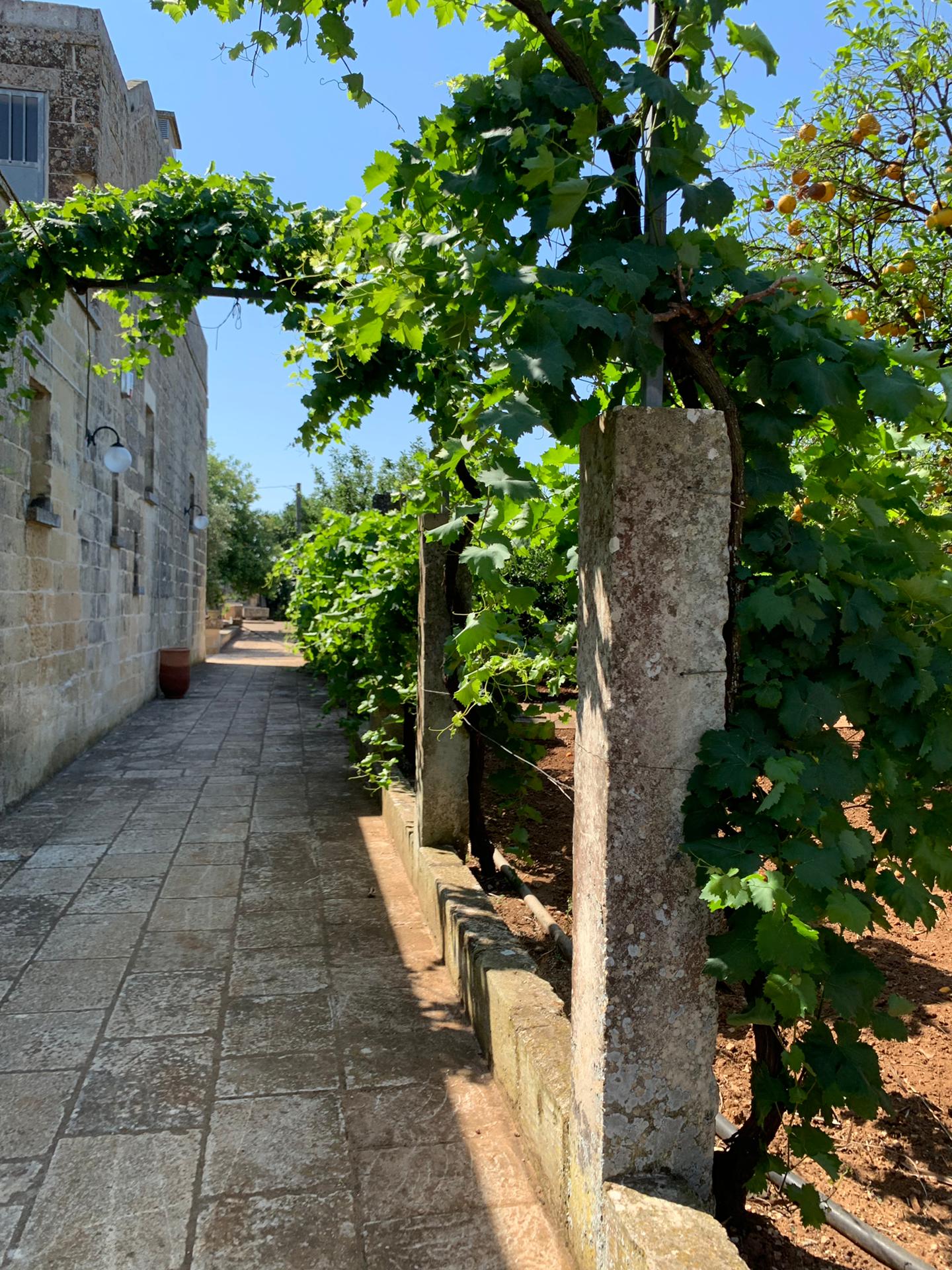Pergolato di vite nella campagna